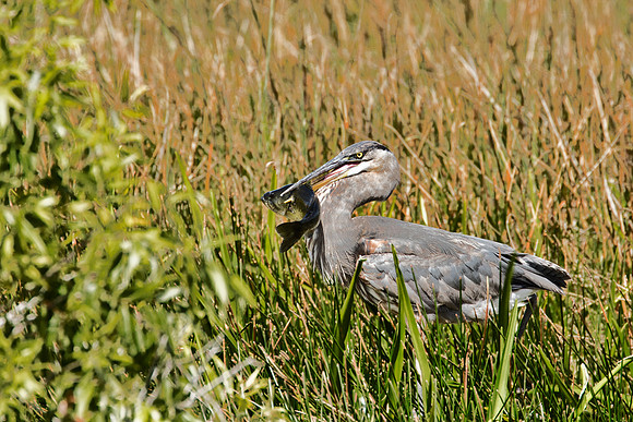 Great Blue Heron with lunch - Everglades NP