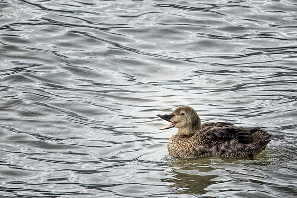 Female King Eider - Crooked Run Nature Preserve