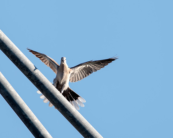 Eurasian Collared-Dove, even birds love sliding down the rail