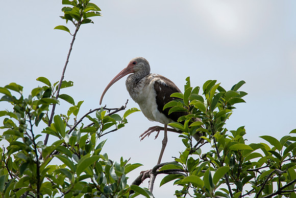 Juvenile White Ibis - Shark Valley Everglades NP
