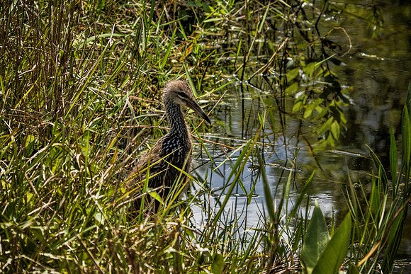 Juvenile Limpkin Shark Valley Everglades National Park