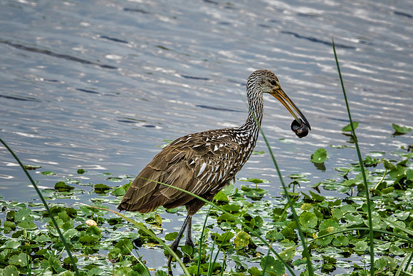 Adult Limpkin with dinner - Orlando Wetlands Park