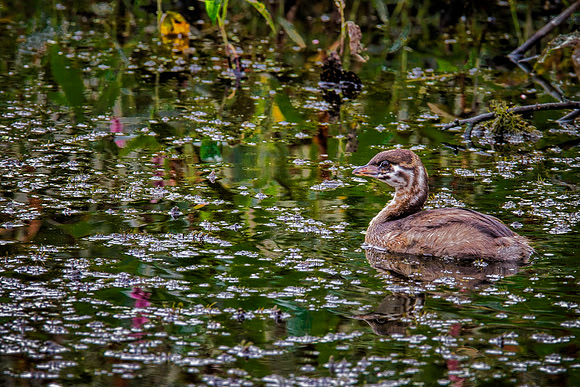 Baby Pied-billed Grebe - Ottawa NWR