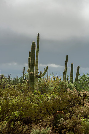 The Sonoran Desert looking lush - Saguaro NP