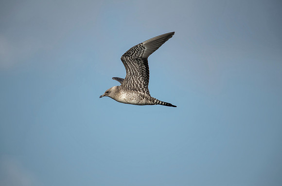 Long-tailed Jaeger - Findlay Reservoir