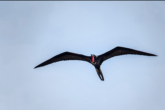 Magnificent Frigatebird - Dry Tortugas