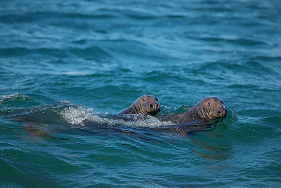 Seals off the coast at Race Point Beach Cape Cod National Seashore