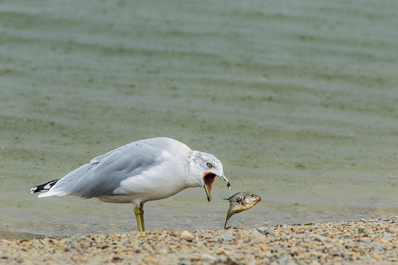 Ring-billed Gull with dinner - Eastwood Lake, OH