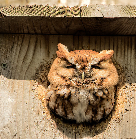 Eastern Screech Owl - Maumee Bay State Park, OH