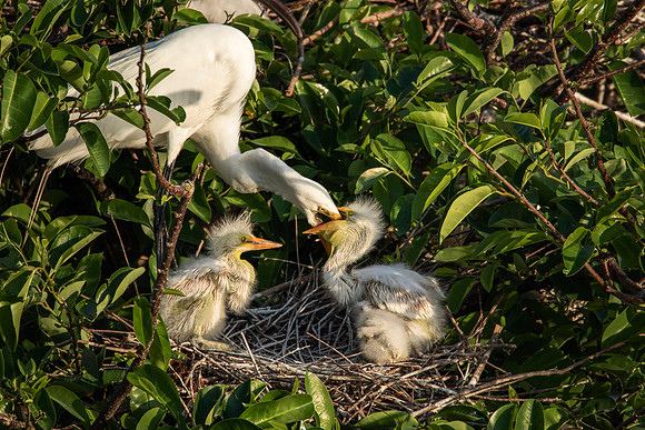 Great Egret parents and chicks - Wakodahatchee Wetlands, FL
