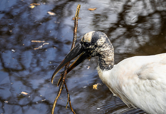 Look honey here is a nice stick for juniors' bed. - Wakodahatchee Wetlands, FL - 2025