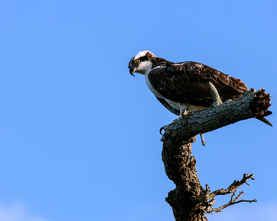Osprey watching the area