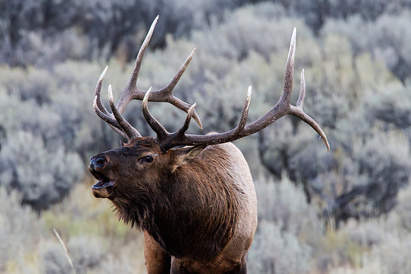 Bull elk bugling