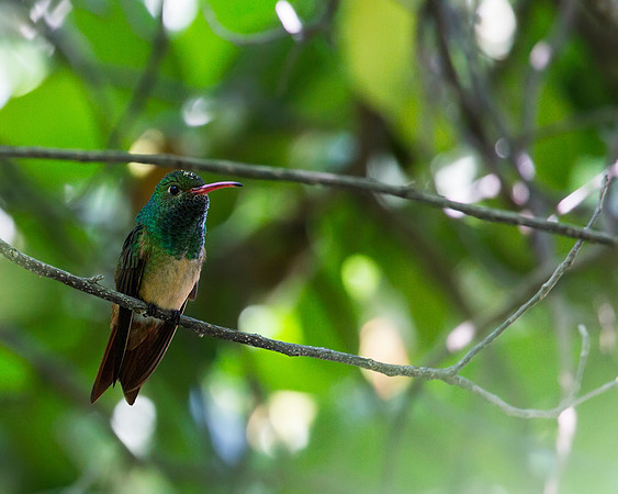 Buff_bellied Hummingbird