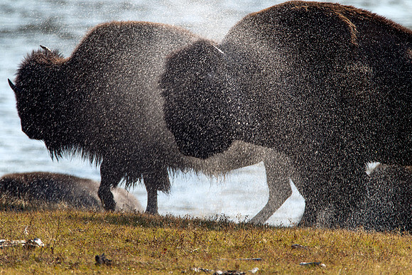 Bison shaking off water after coming out of the Yellowstone River