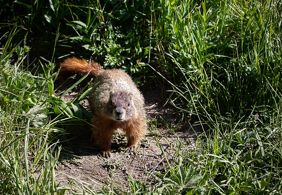 Yellow-bellied Marmot