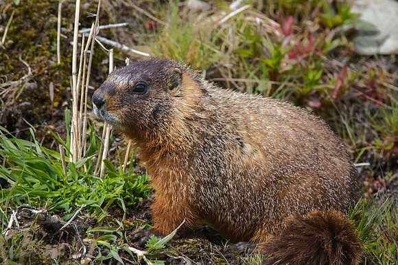 Yellow-bellied Marmot