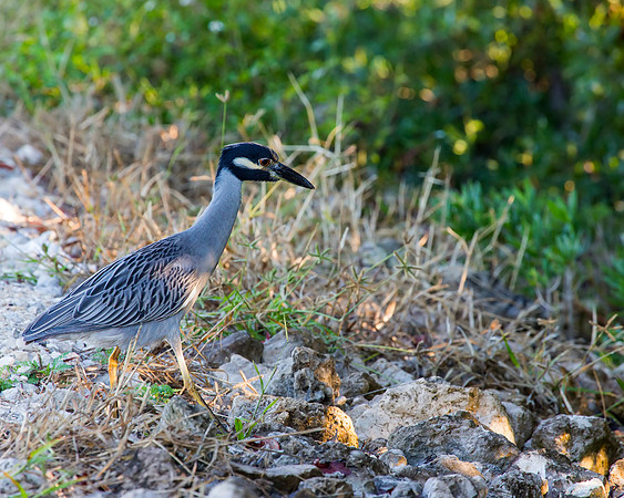 Yellow-crowned Night-Heron in