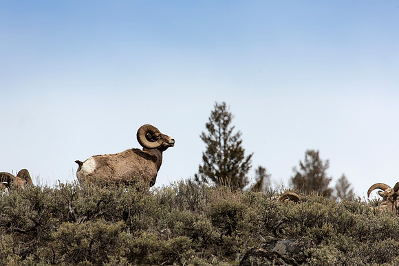 Ram keeping watch over his brothers