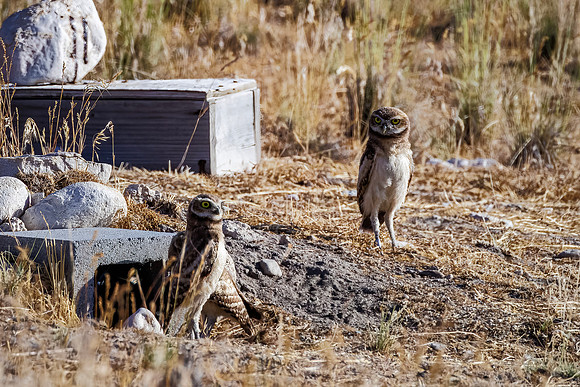 Burrowing Owl with chicks - Antelope Island SP - 2023
