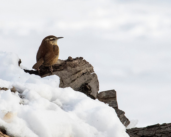 Carolina Wren