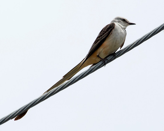 Scissor-tailed Flycatcher