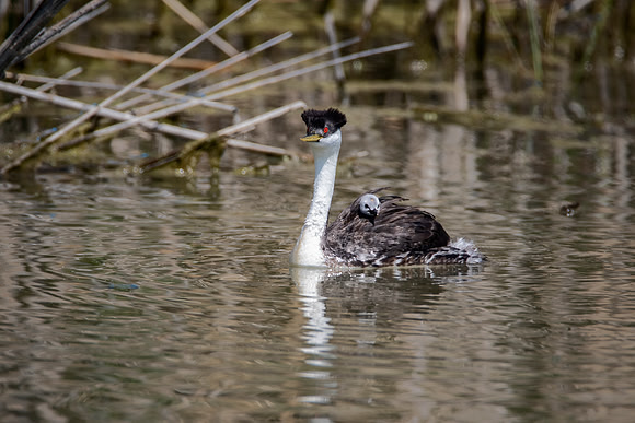 Western Grebe with one chick on back and one with head laying on parent's rump