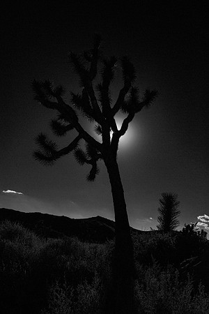 Lighting a Joshua Tree