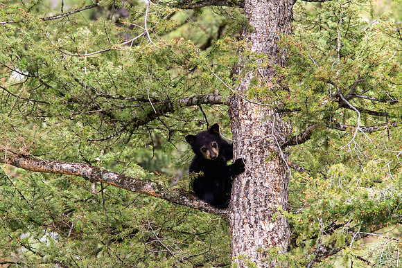 Baby black bear in tree