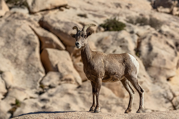Desert Bighorn Sheep - Joshua Tree NP Barker Dam