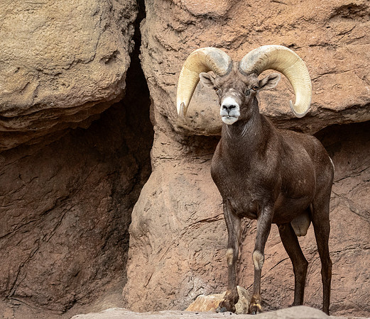 Desert Bighorn Sheep - Arizona-Sonora Desert Museum
