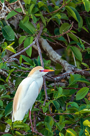Cattle Egret - Wakodahatchee Wetlands - Delray Beach, FL- 2016
