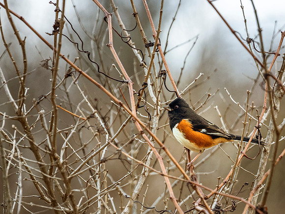Eastern Towhee