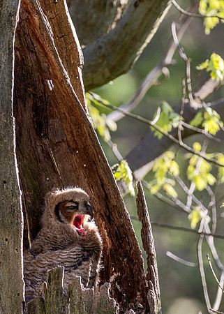 Great Horn Owlett