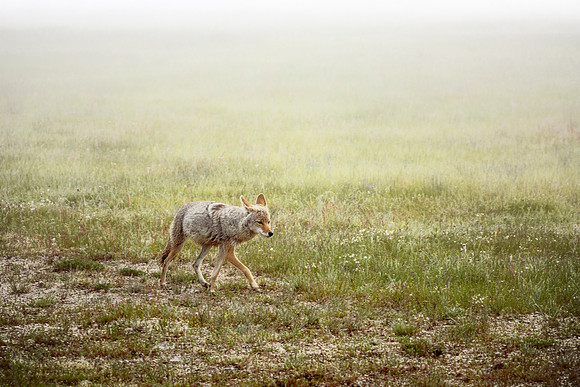 Coyote on the hunt this misty morning - Medway Geyser Basin area - Yellowstone National Park