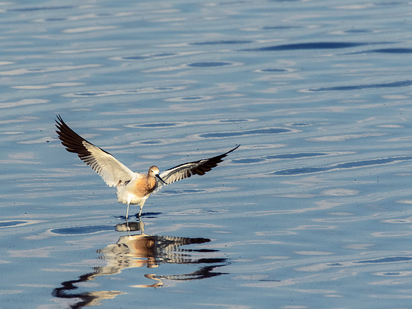 American Avocet - Antelope Island SP - Utah