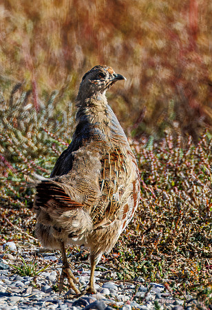 Gray Partridge - Camas Wildlife Refuge - 2024