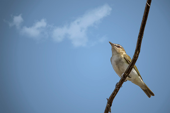 Red-eyed Vireo - Magee Marsh