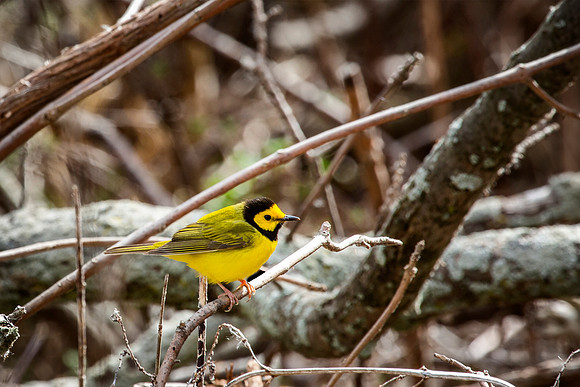 Hooded Warbler - Magee marsh