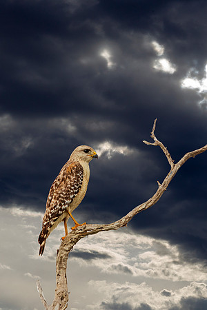 Red-shouldered Hawk - Everglades NP April 2017