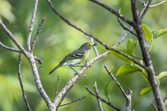 White-eyed Vireo - Everglades National Park