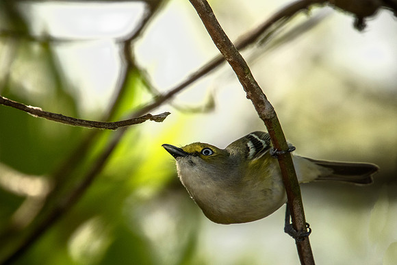 White-eyed Vireo - Everglades National Park