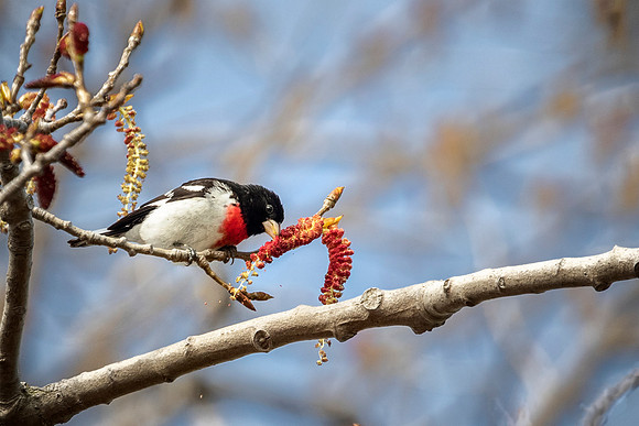 Rose-breasted Grosbeak - Magee Marsh