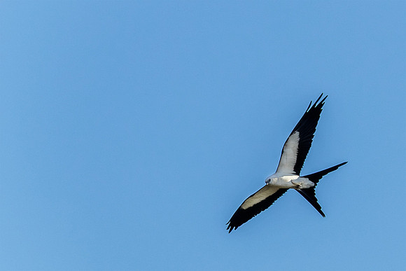 Swallow-tail Kite - Everglades NP