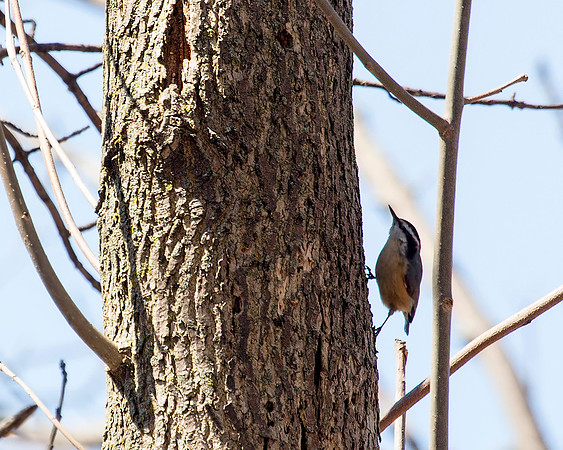 Red-breasted Nuthatch