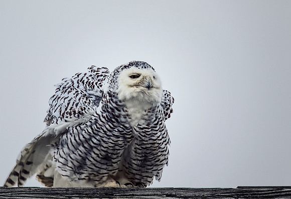 Snowy Owl - Maumee Bay State Park