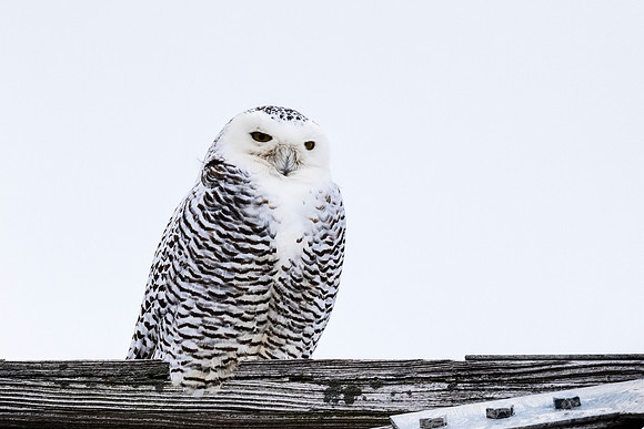 Snowy Owl - Maumee Bay State Park