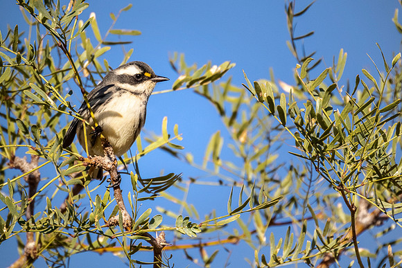 Black-throated Gray Warbler - Joshua Tree NP