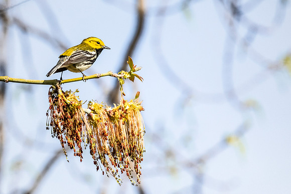 Black-throated Green Warbler - Magee Marsh