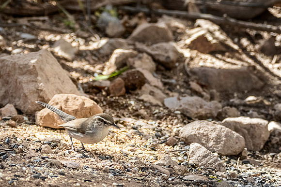 Bewick's Wren - Hereford, AZ
